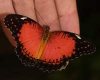 Люди окружали бабочек легендами и мифами. Древние представления о них связаны с самыми главными для человека понятиями: жизнь и смерть, душа, любовь, счастье. 